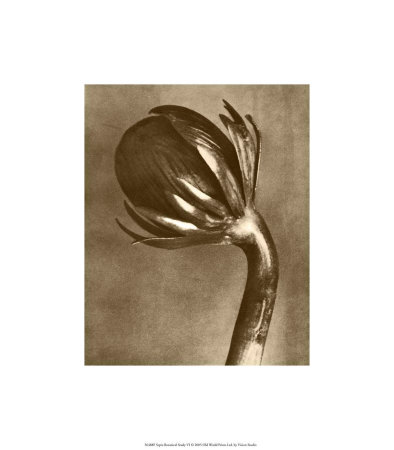 Buy Sepia Botany Study VI at AllPosters.com