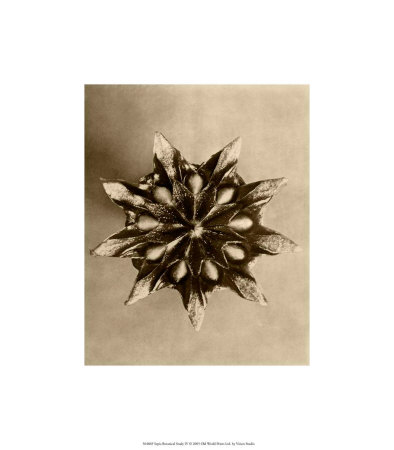 Buy Sepia Botany Study IV at AllPosters.com