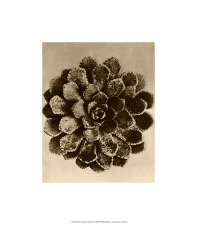 Buy Sepia Botany Study II at AllPosters.com