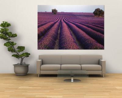 Lavender Field, Fragrant Flowers, Valensole, Provence, France