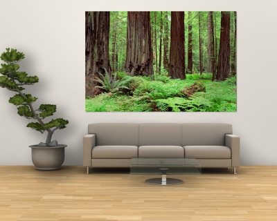 Buy Trail, Avenue of the Giants, Founders Grove, California, USA at AllPosters.com