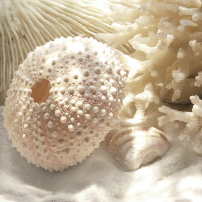 Coral Shell I