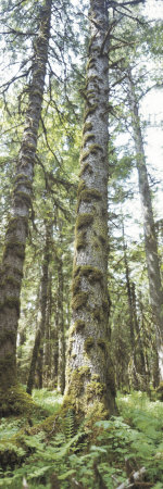 Tall Trees in a Lush and Dense Green Forest