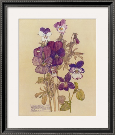 Wild Pansy