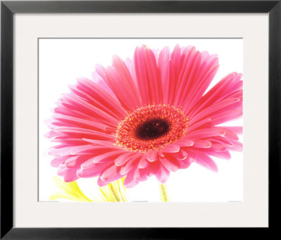 Magenta Gerbera