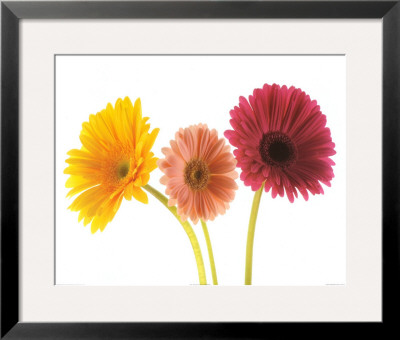 Three Gerberas