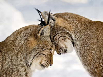 Two Lynx