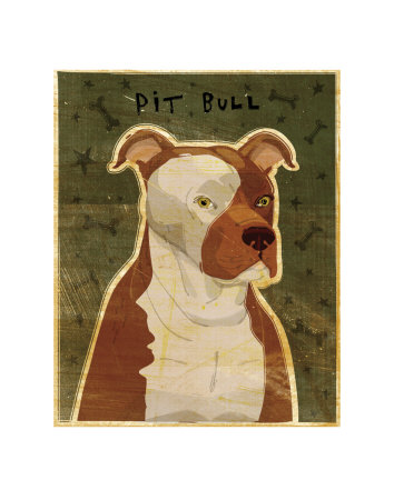 Pit Bull