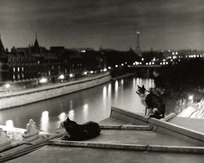 Paris, Cats at Night