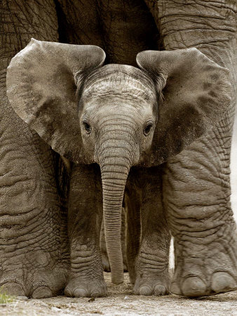 Baby Elephant
