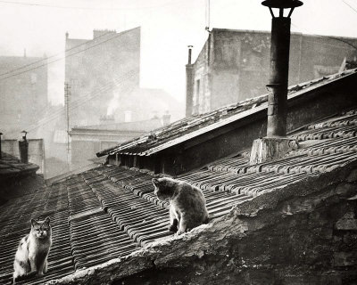 Buy Cats on a Roof, Paris I at AllPosters.com