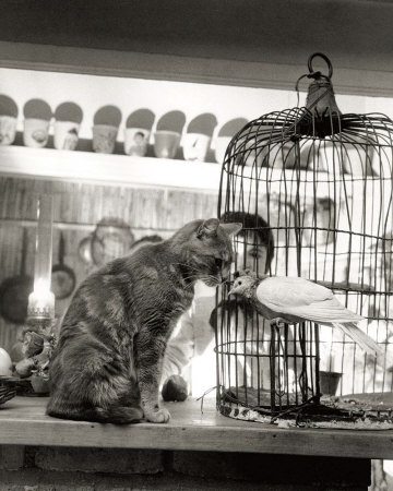 Buy Child, Cat and Dove at AllPosters.com