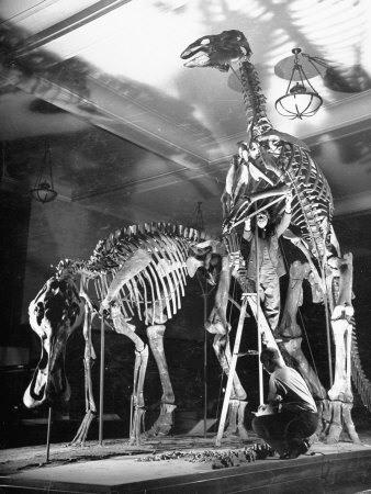 Skeletons of Dinosaurs Being Displayed at the American Museum of Natural History