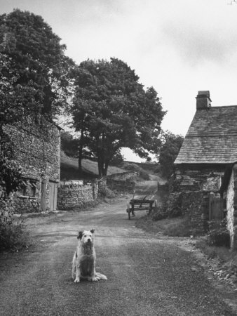 Collie Sheepdog Sitting in Road Leading Up Toward Castle Farm Owned by Beatrix Potter