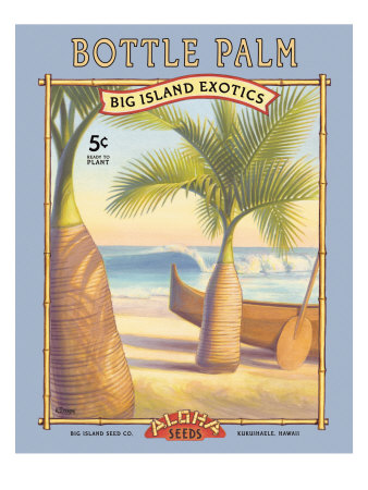 Bottle Palm