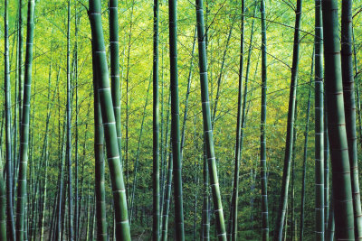 The Bamboo Grove