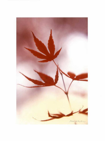 Buy Arrangement of the Leaves II at AllPosters.com