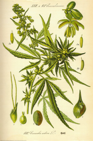 Cannibis Sativa