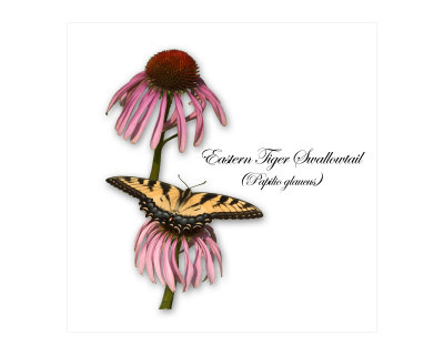 Tiger Swallowtail On Echinacea Photographic Print