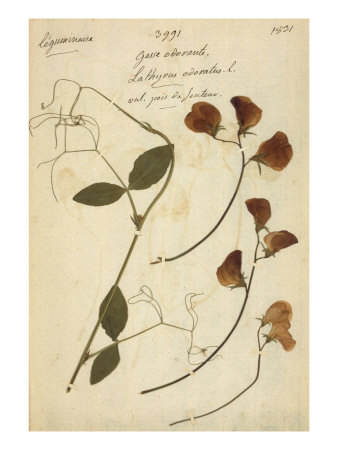 Lathyrus