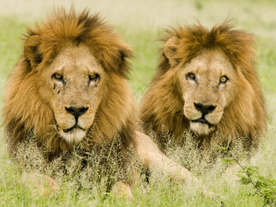 Buy Lion, Duba, Okavango Delta, Botswana at AllPosters.com