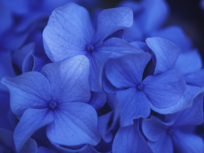 Buy Close View of Blue Hydrangea Flowers, Cape Cod, Massachusetts at AllPosters.com