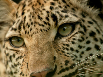 Buy Close-Up of the Face of a Leopard, Panthera Pardus, Mombo, Okavango Delta, Botswana at AllPosters.com