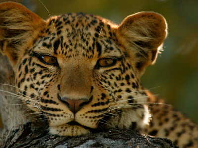 Buy Portrait of a Leopard, Panthera Pardus, Resting, Mombo, Okavango Delta, Botswana at AllPosters.com