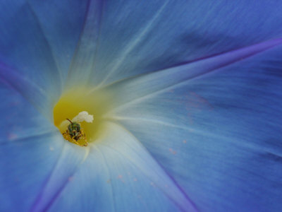 Buy Close-Up of Morning Glory Flower with Small Bee, Arlington, Massachusetts, USA at AllPosters.com