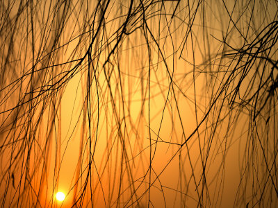 Buy Sunset Peers Through the Branches of a Chinese Weeping Willow Tree, Beijing, China at AllPosters.com