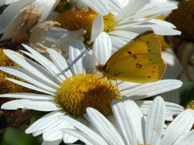 Buy Alfalfa Butterfly Drinking Nectar from a Daisy, Belmont, Massachusetts, USA at AllPosters.com