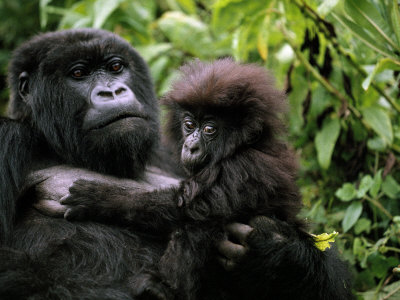 Female Mountain Gorilla and Her Child, Rwanda
