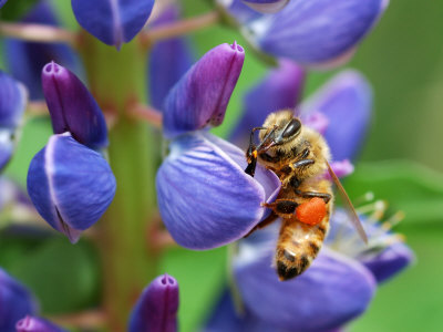 Buy Bee Visiting a Lupine Flower in the Springtime, Arlington, Massachusetts, USA at AllPosters.com