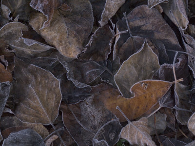 Dry Willow Leaves Touched with Frost, Southeast Alaska