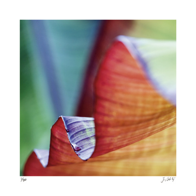 Banana Leaves III - Limited Edition
