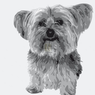 Yorkie