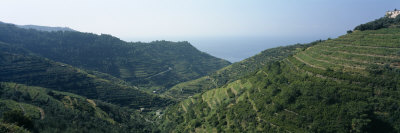 View of Vines in Terraced Fields, Riomaggiore, Cinque Terre, La Spezia Province, Liguria, Italy