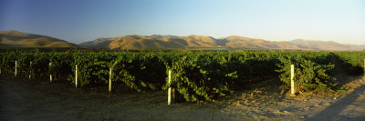 Vineyard on a Landscape, Santa Ynez Valley, Santa Barbara County, California, USA