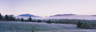 Trees on a Landscape, Lake Placid, Adirondack Mountains, New York State, USA
