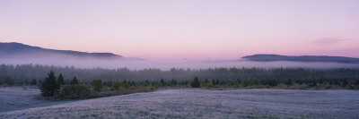 Trees on a Landscape, Lake Placid, Adirondack Mountains, New York State, USA