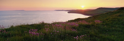 St. Alban`s Head in Spring with Thrift in Flower, Isle of Purbeck, Jurassic Coast, Dorset, England