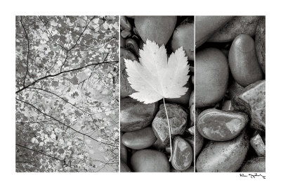 Buy Nature Trio at AllPosters.com