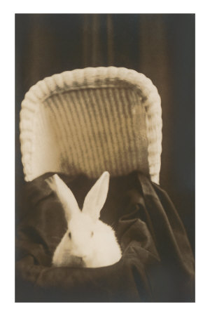 Rabbit in Pram