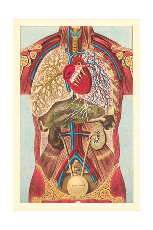 Interior View of Human Abdomen