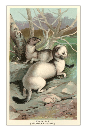 Buy Ermine at AllPosters.com
