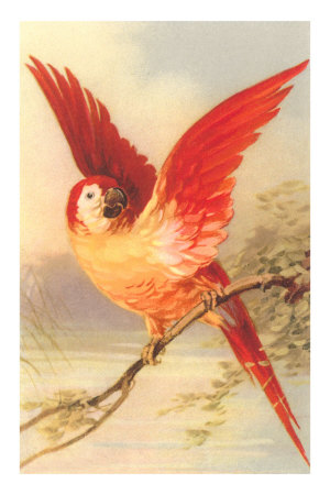 Mexican Double Yellow-Headed Parrot