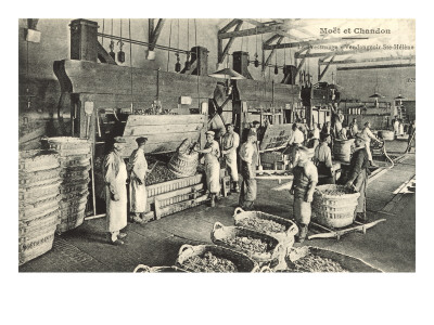 Pressing the Grapes, Moet et Chandon