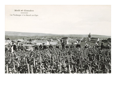 Grape Harvesters, France, Moet et Chandon