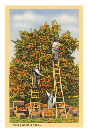 Picking Oranges in Florida