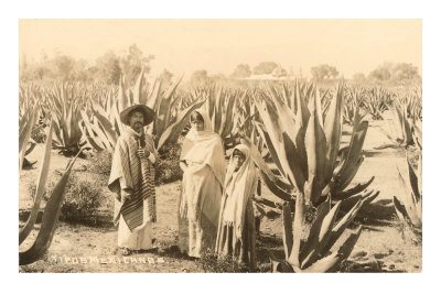 Natives on Maguey Plantation, Mexico